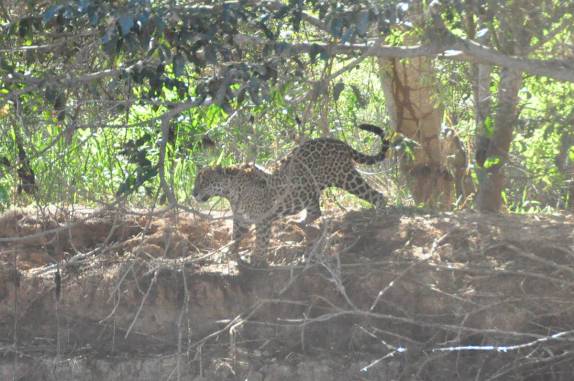 Onça observa capivaras se afastarem no rio Cuiabá, região de Porto Jofre, no final da rodovia Transpantaneira, no Pantanal Norte, no Mato Grosso